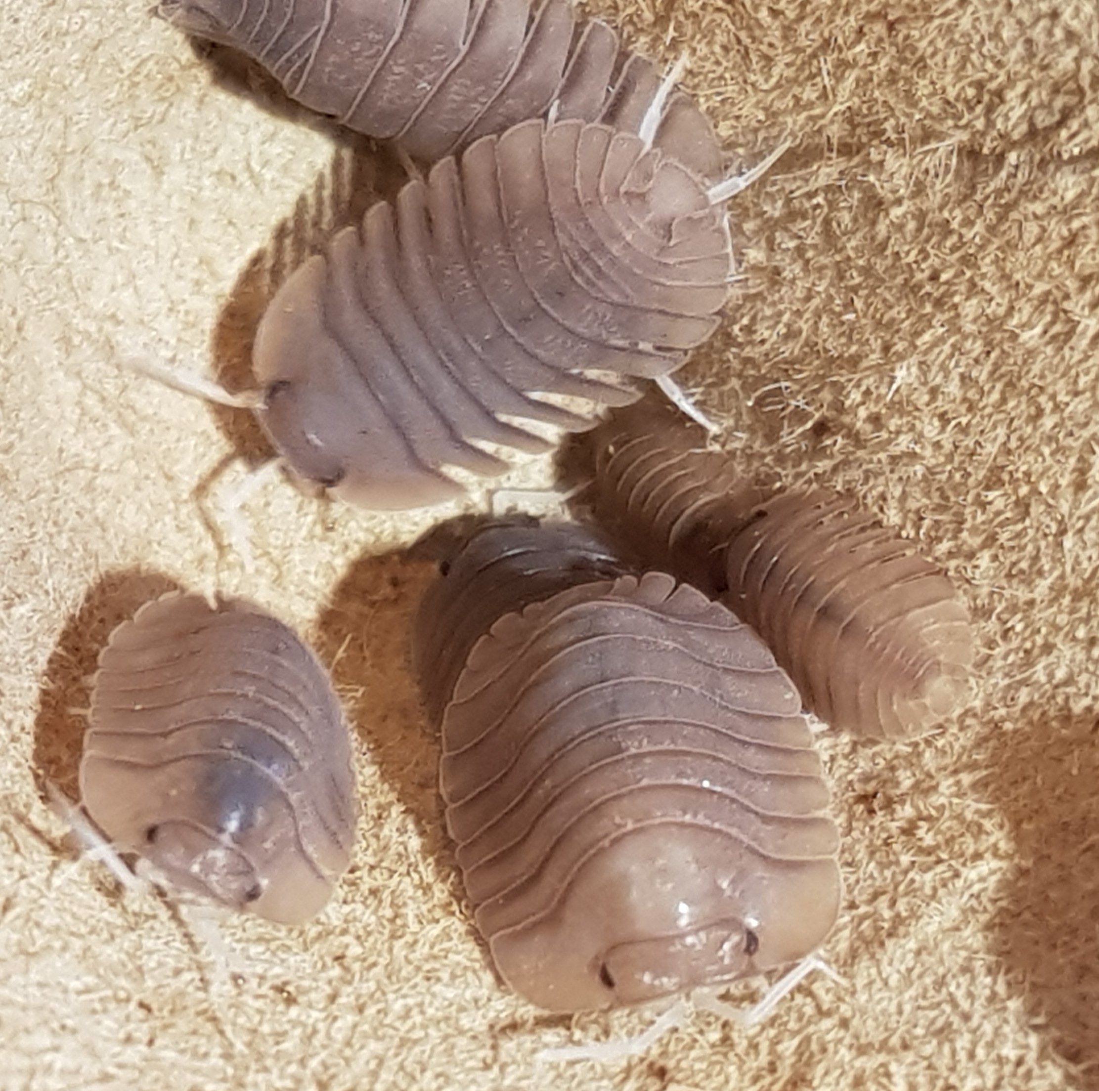 Cubaris/Troglodillo sp.