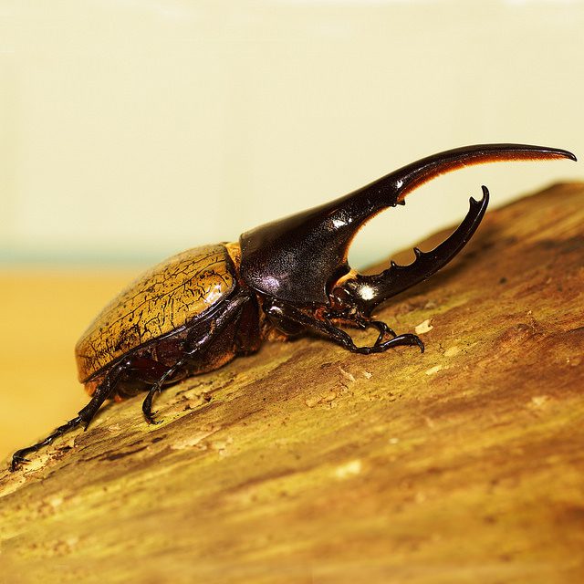 Dynastes hercules hercules