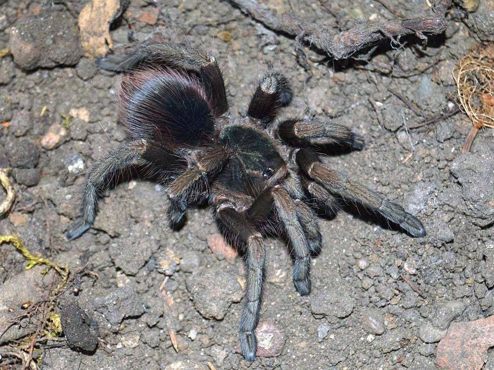 Pamphobeteus sp. "Nevado"