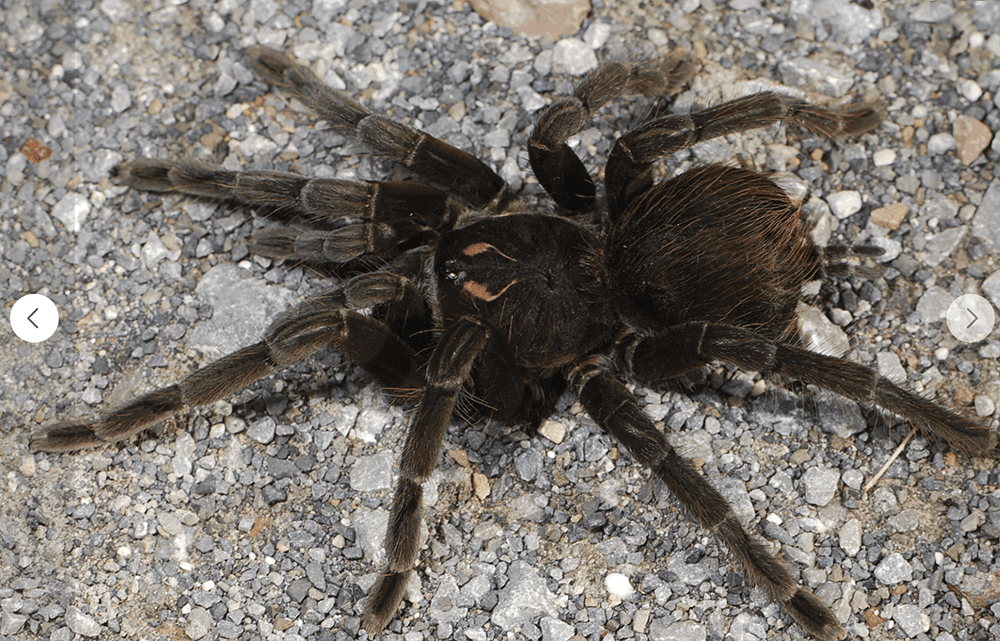 Pamphobeteus sp. "Nopa"