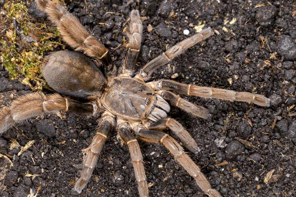 Magnacrus tongmianensis