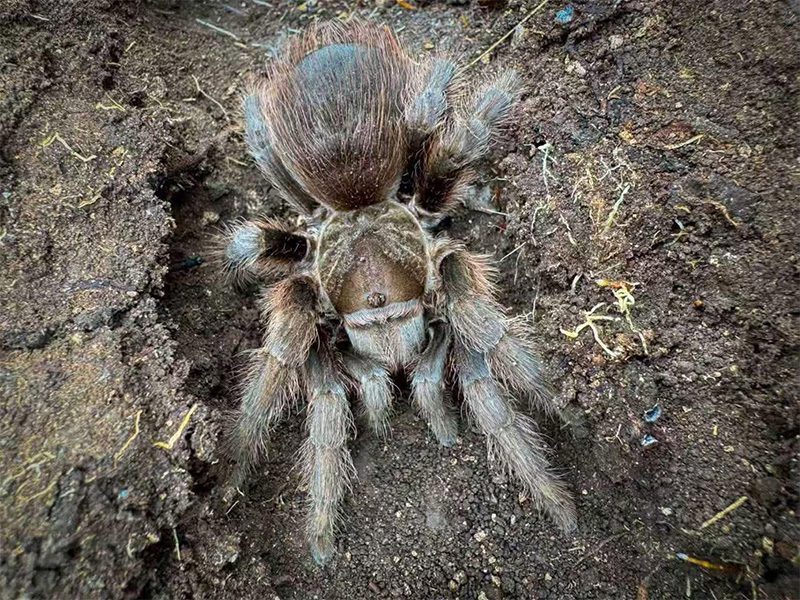 Aphonopelma sp. "Chocolate"