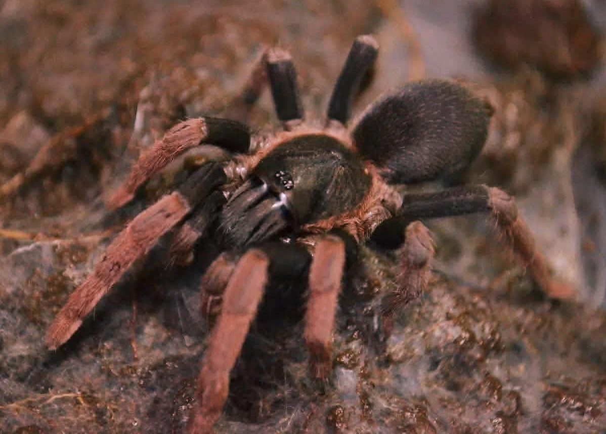 Selenocosmiinae sp. "Orange Leg"