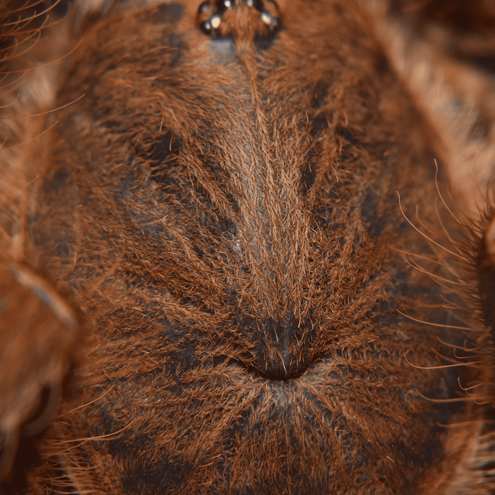 Phlogius sp. "Png" - Image 2
