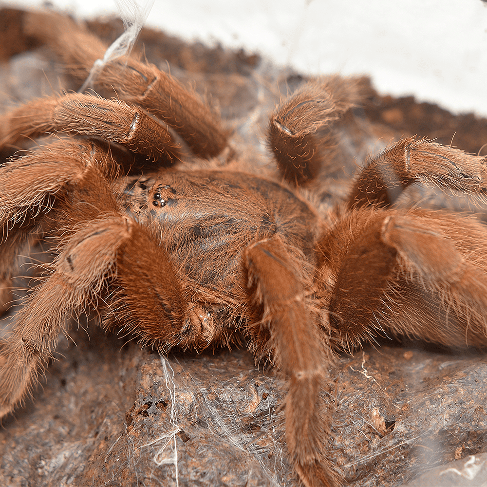 Phlogius sp. "Png"