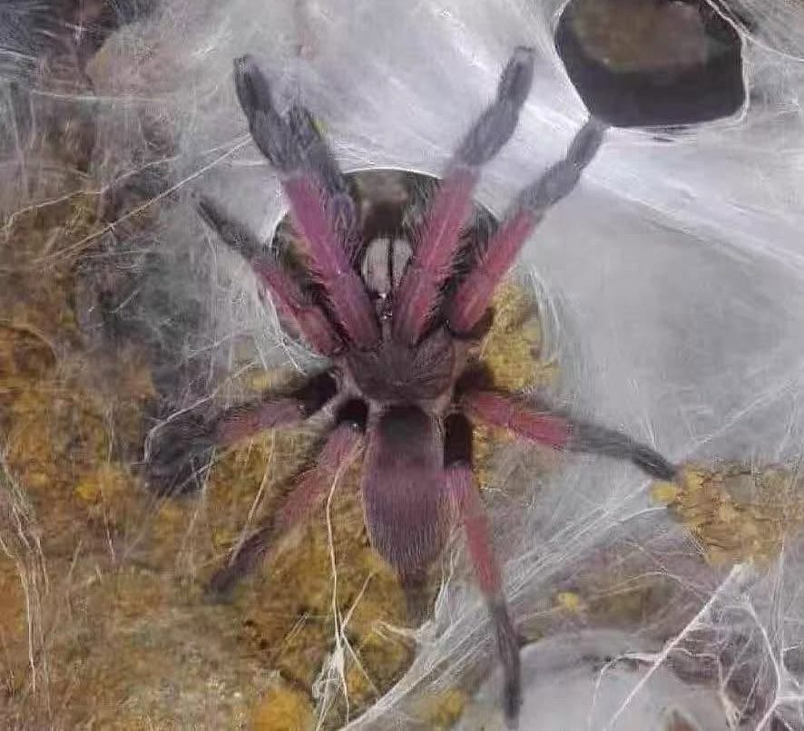 Selenobrachys sp. "Romblon Pink"
