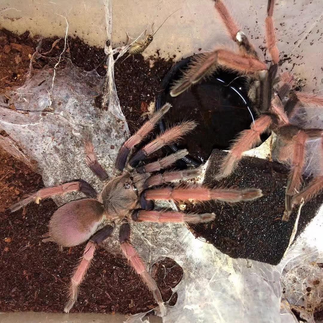 Selenobrachys sp. "Romblon Pink" - Image 2
