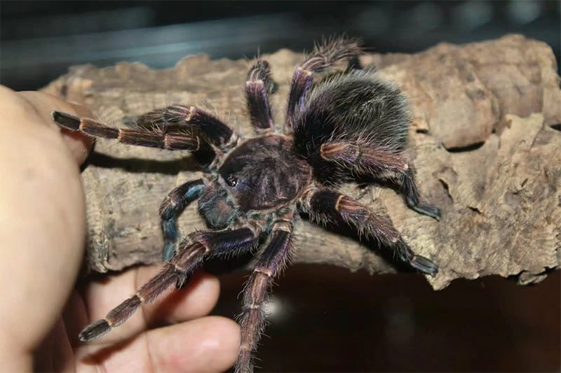 Warmiru sp. "Mora"