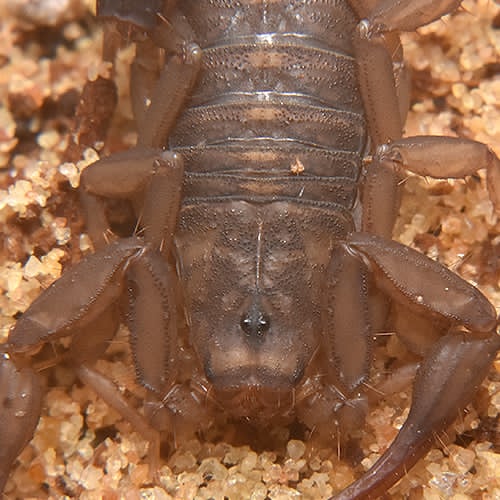 Vaejovis patagonia