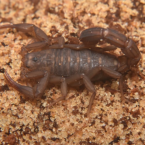 Vaejovis patagonia - Image 2