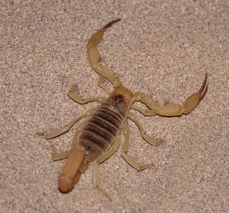 Hadrurus concolourus