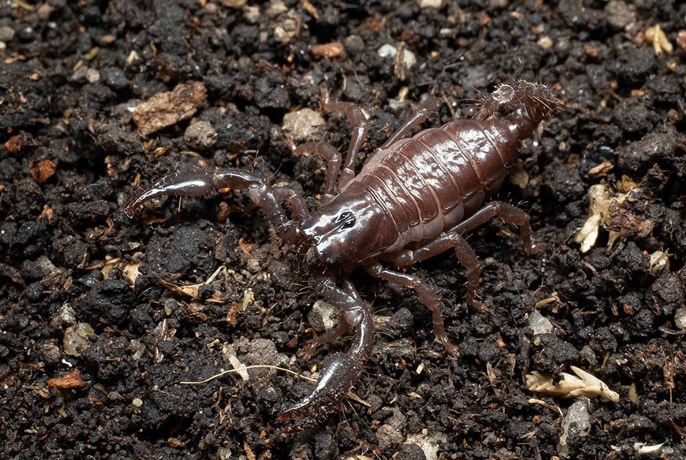 Srilankametrus indus