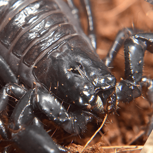 Deccanometrus bengalensis - Image 2