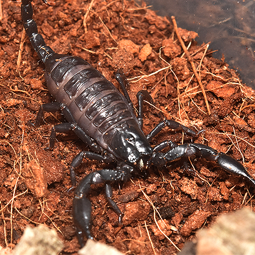 Deccanometrus bengalensis