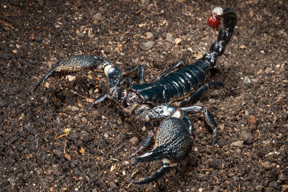 Srilankametrus serratus