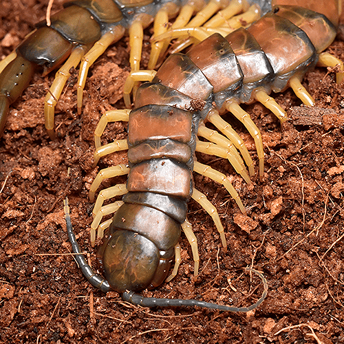 Scolopendra mortisans - Image 2