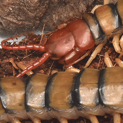 Scolopendra mortisans - Image 3