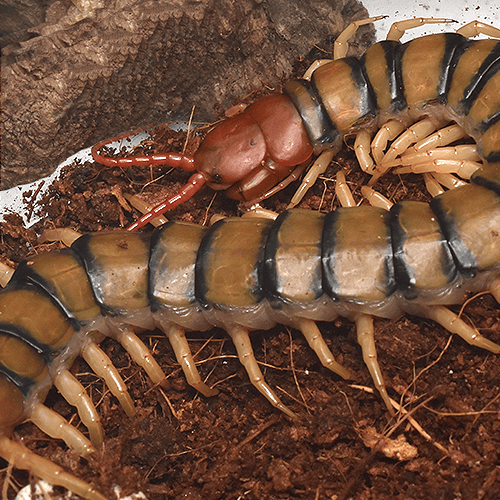 Scolopendra mortisans